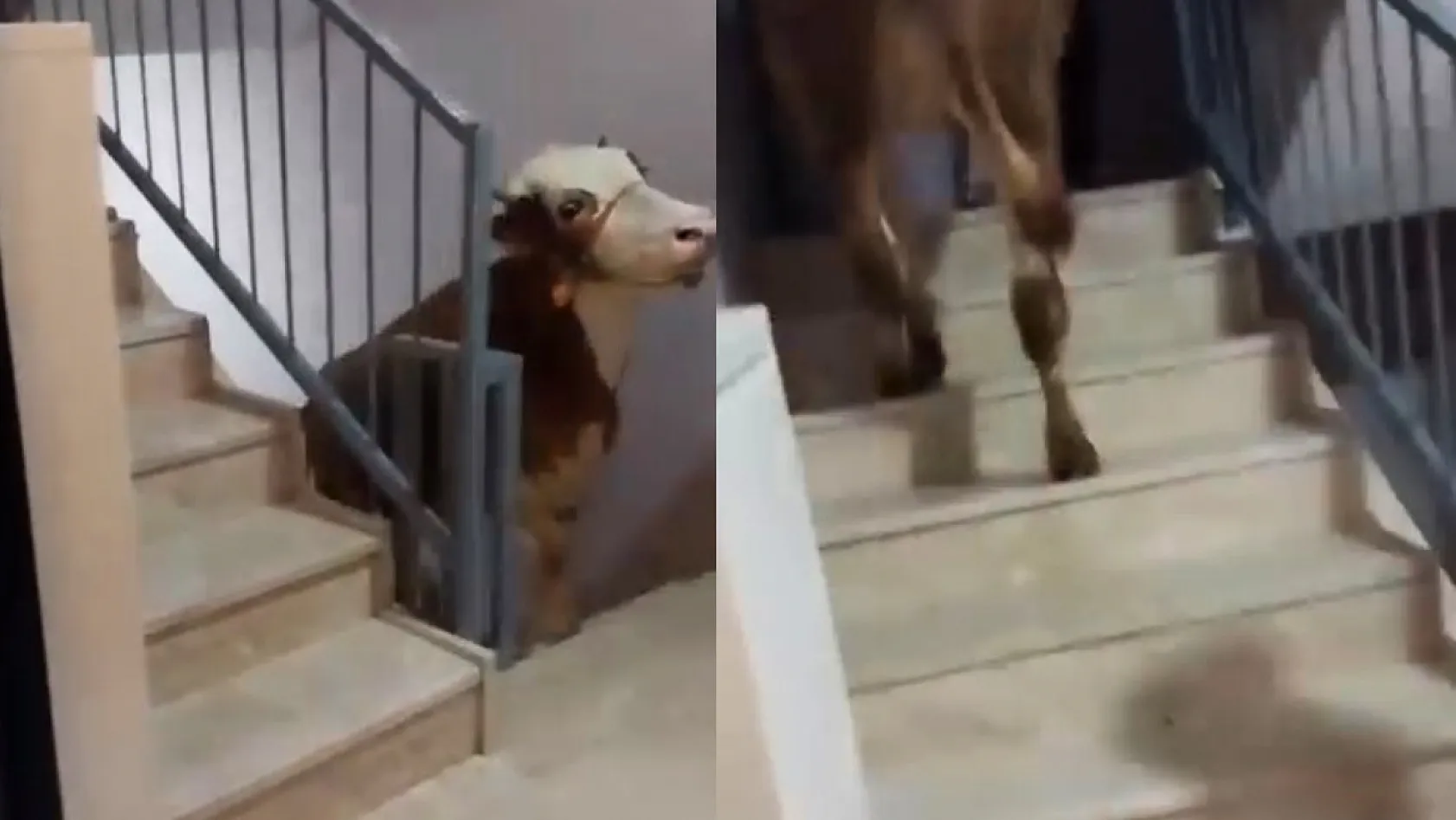Kesmek için büyükbaş hayvanı 6'ıncı kata çıkardı