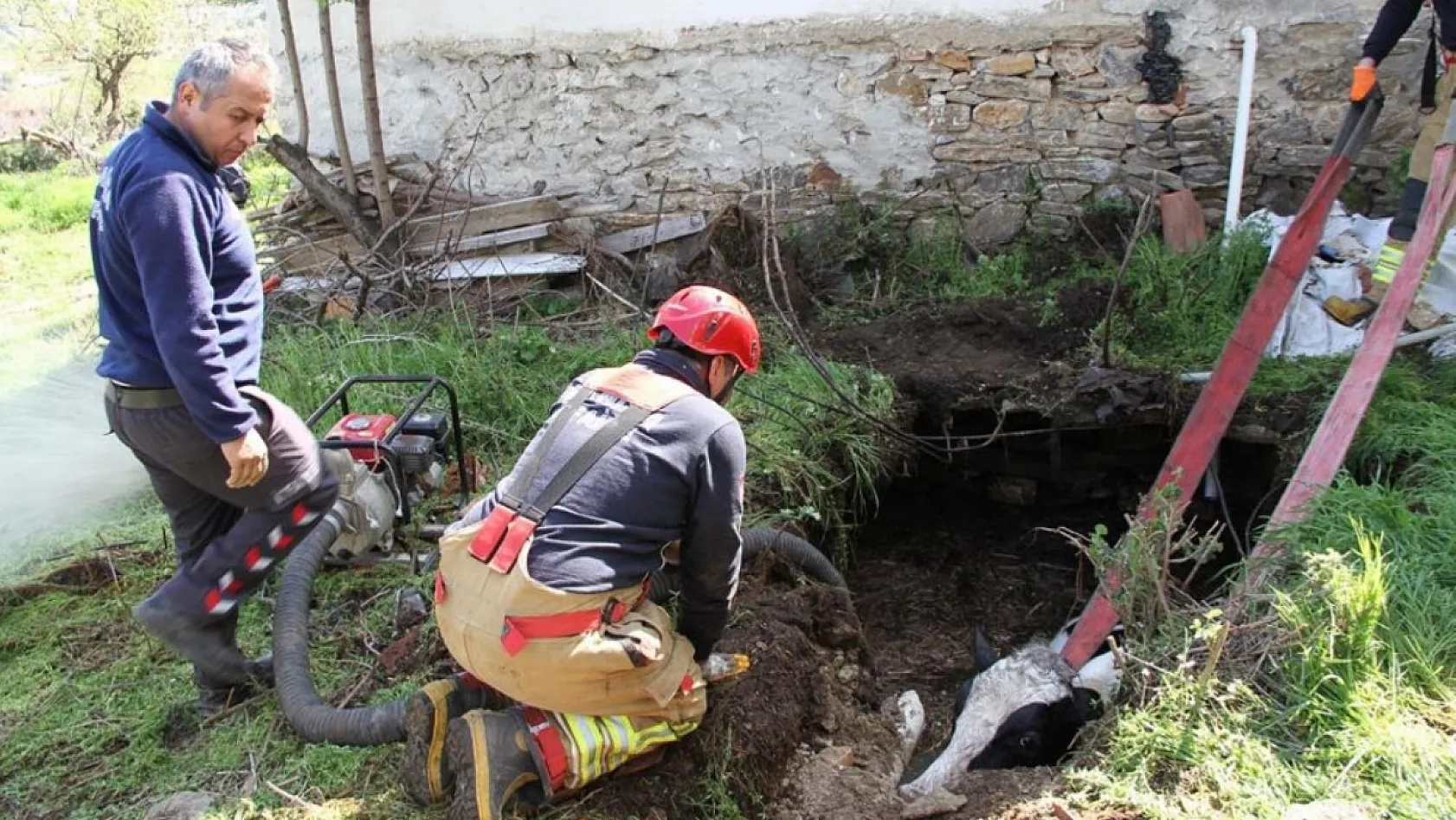 Manisa'da kuyuya düşen 7 aylık gebe inek kurtarıldı