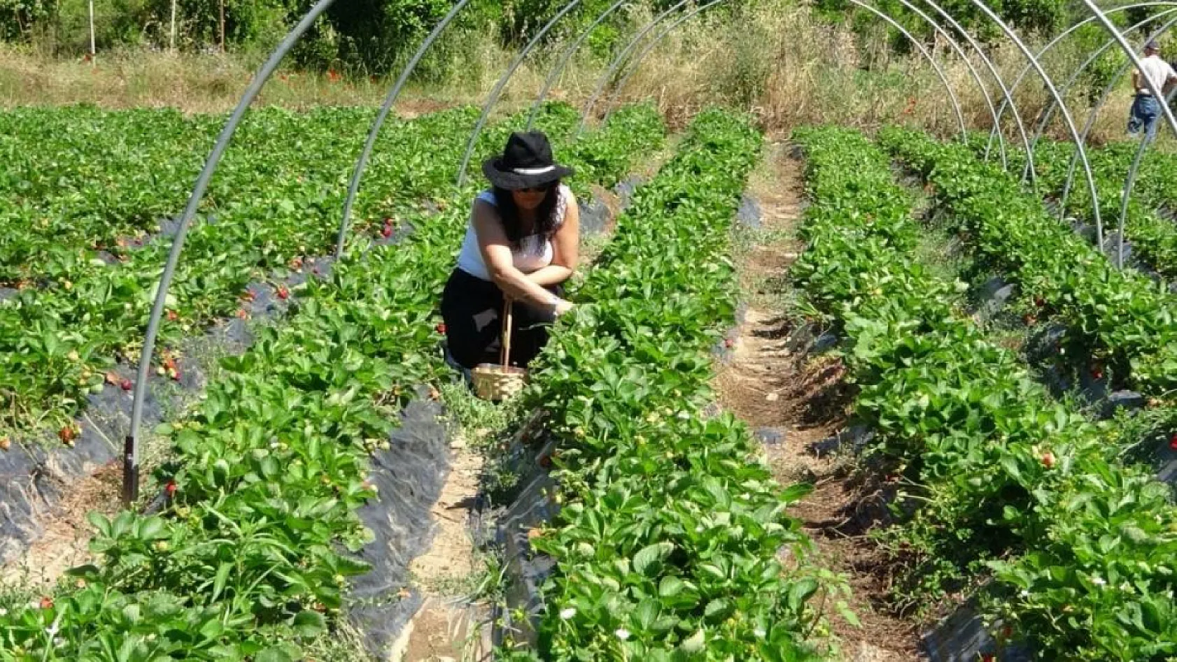 Marmaris'te baba oğulun çilek mesaisi