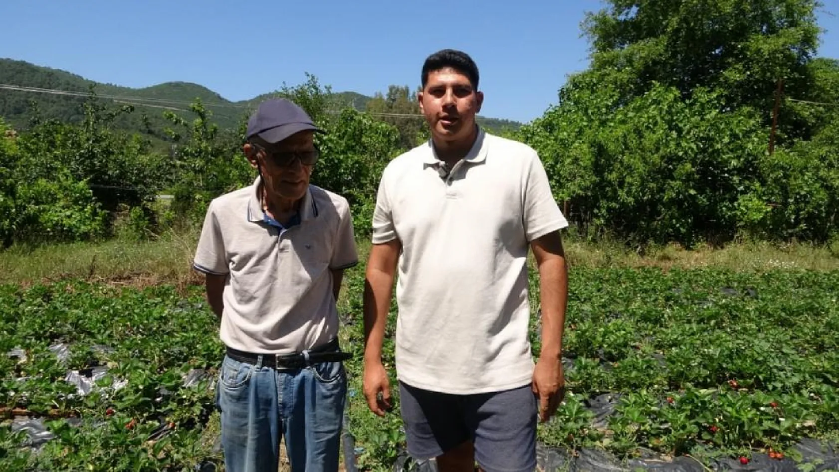 Marmaris'te baba oğulun çilek mesaisi