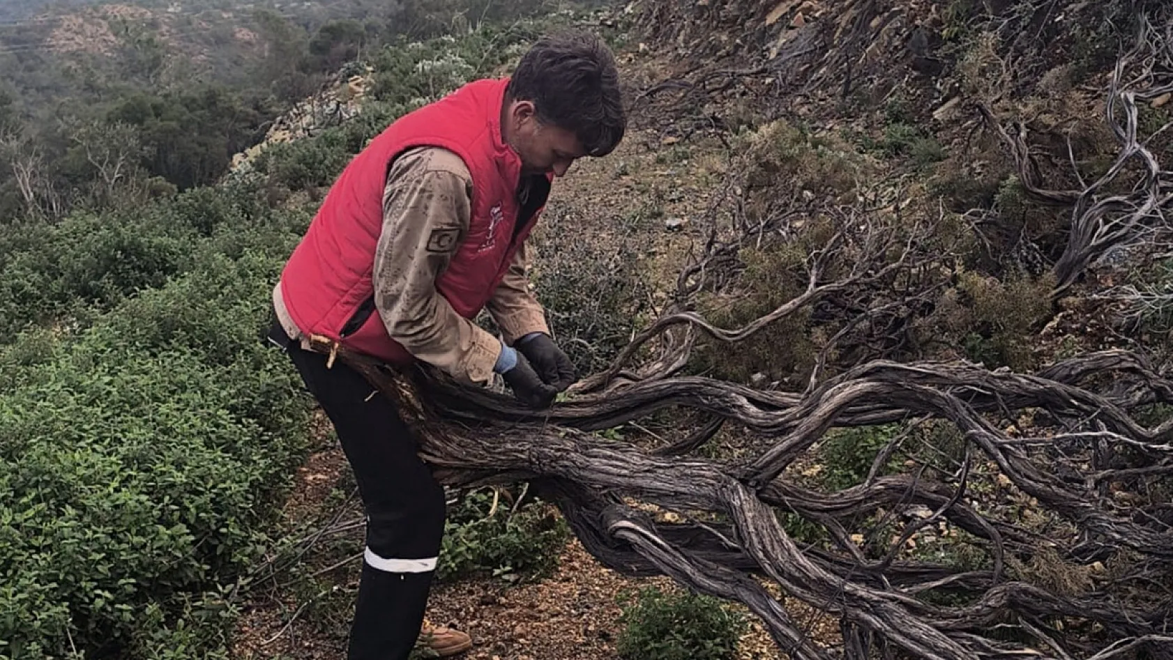Marmaris'te Kuru Geven köylünün gelir kaynağı oldu
