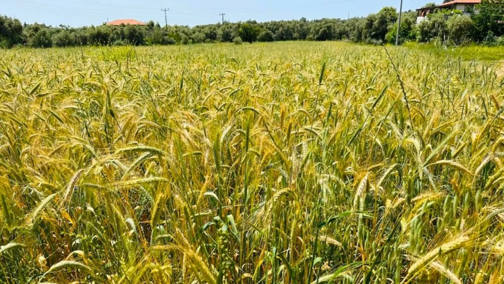 Menteşe'de ekipler sahada hastalık ve süne denetiminde