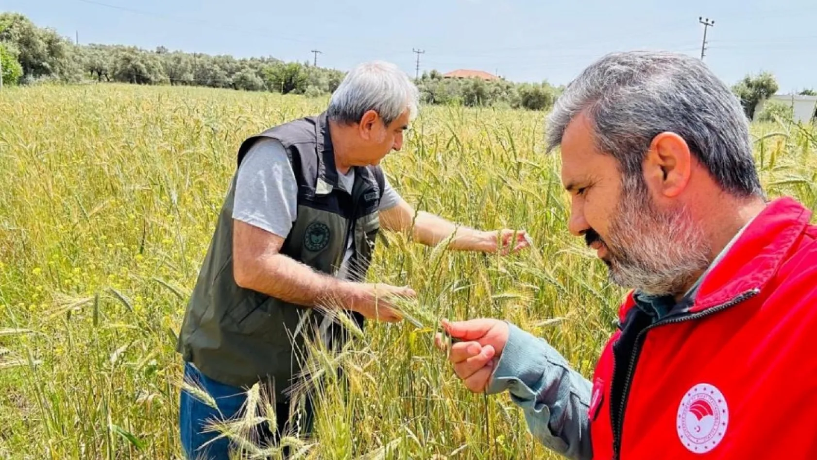 Menteşe'de ekipler sahada hastalık ve süne denetiminde