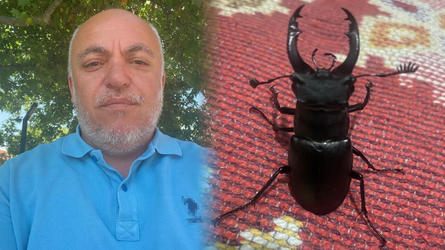 Menteşe'de evin balkonunda nadir görülen geyik böceği görüntülendi