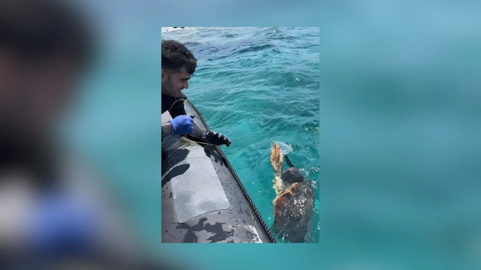 Muğla'da ağa takılan deniz kaplumbağasını dernek görevlileri kurtardı