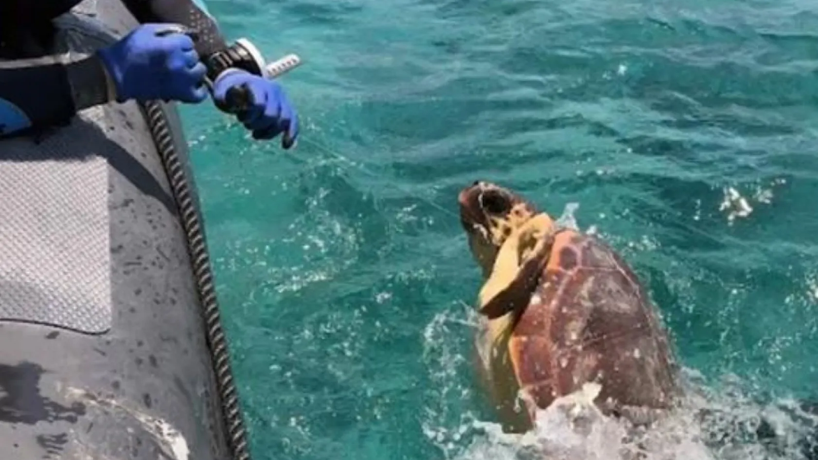 Muğla'da ağa takılan deniz kaplumbağasını dernek görevlileri kurtardı