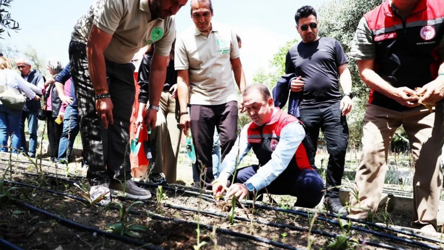 Muğla'da Dünya Çiftçiler Günü'nde salep hasadı