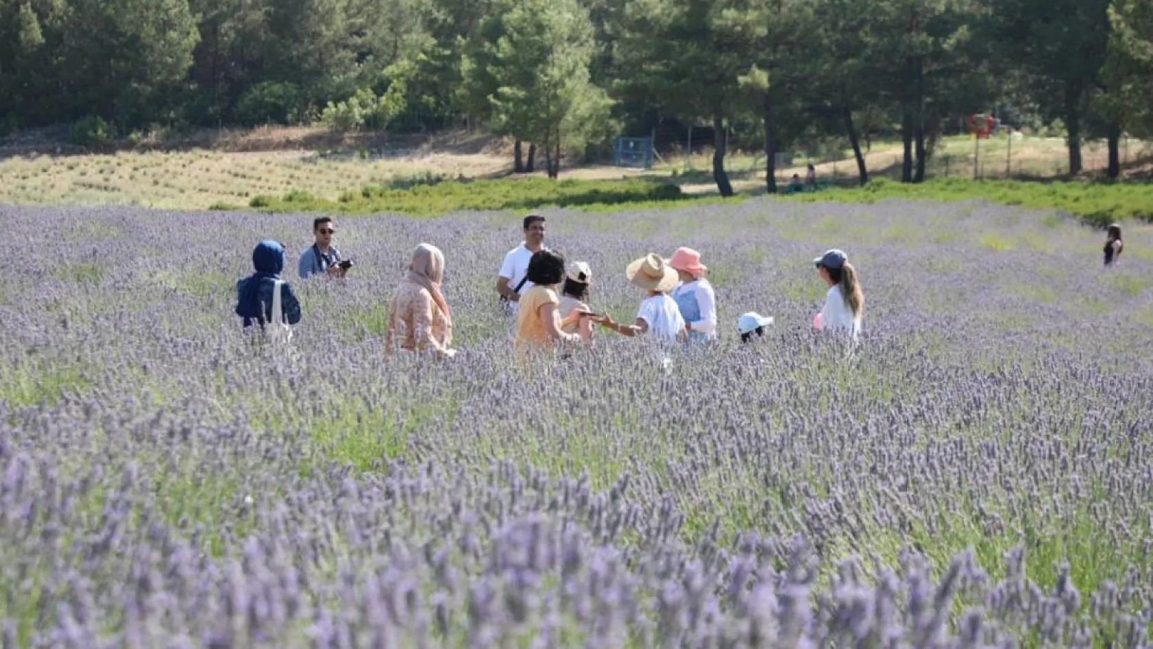 Muğla'da Koku Vadisi'nde Lavanta hasadı başlıyor