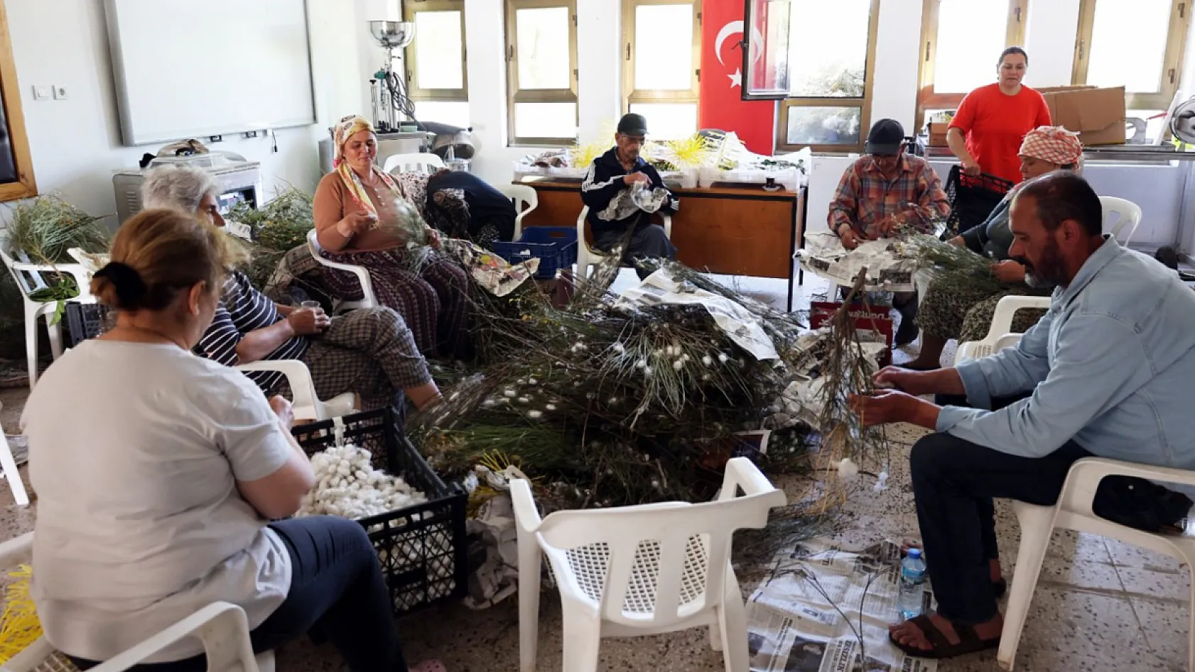 Muğla'da kozalar ekonomik gelire dönüşüyor