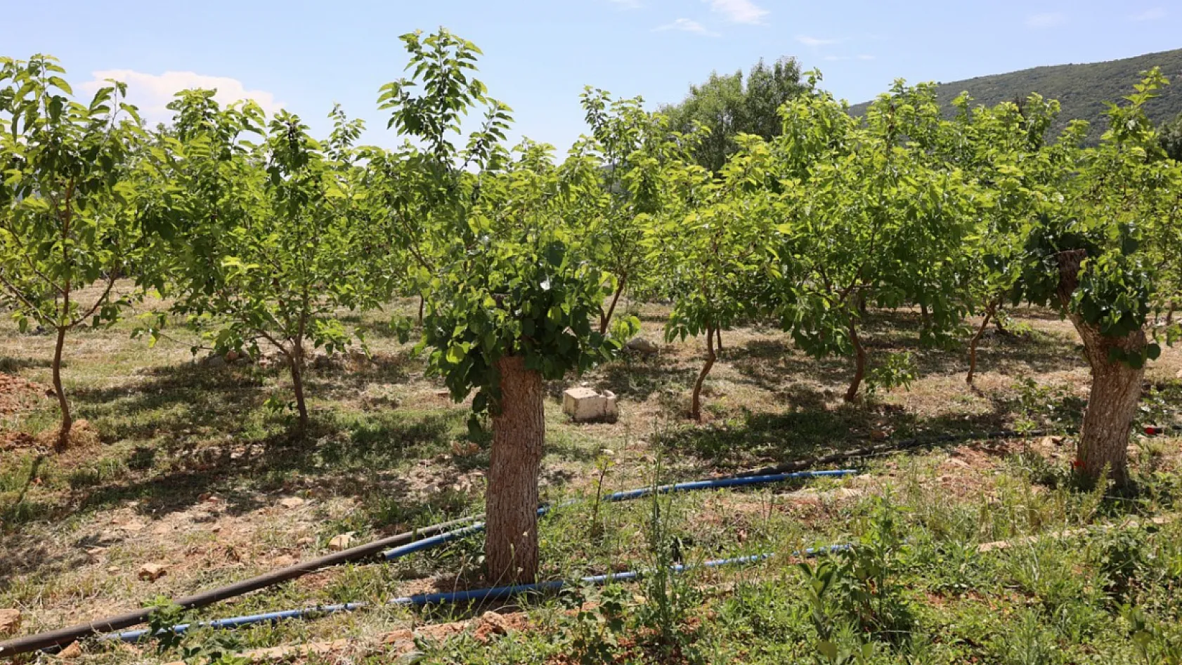 Muğla'da kozalar ekonomik gelire dönüşüyor