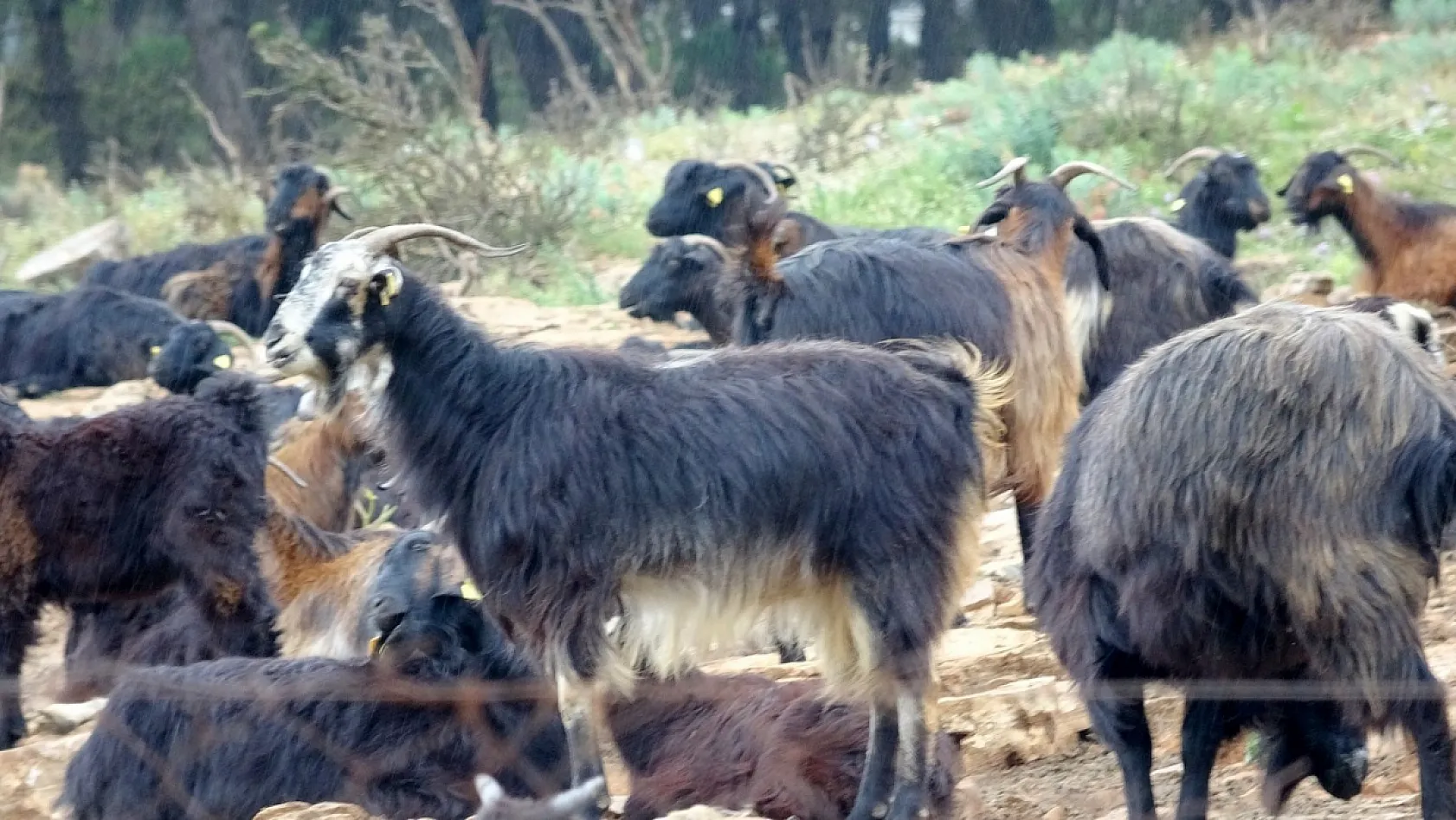Muğla'da kurbanlık satışında hareketlilik başladı