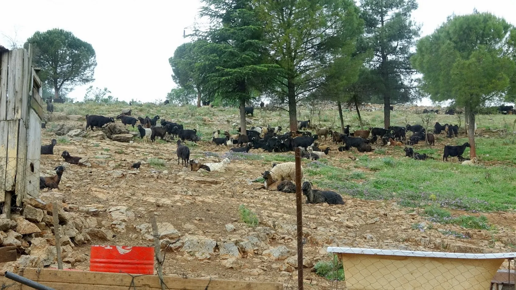 Muğla'da kurbanlık satışında hareketlilik başladı