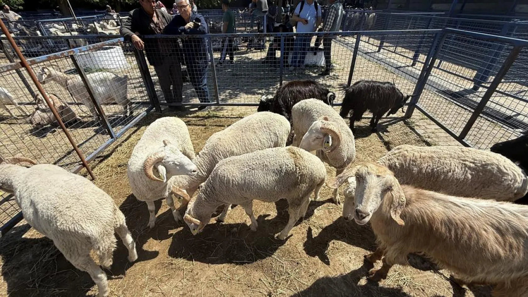 Muğla'da kurbanlık satışları devam ediyor