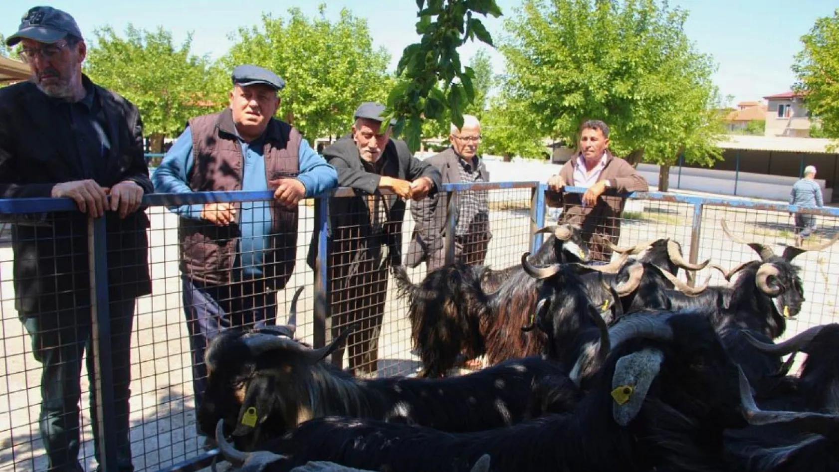 Muğla'da kurbanlık satışları devam ediyor