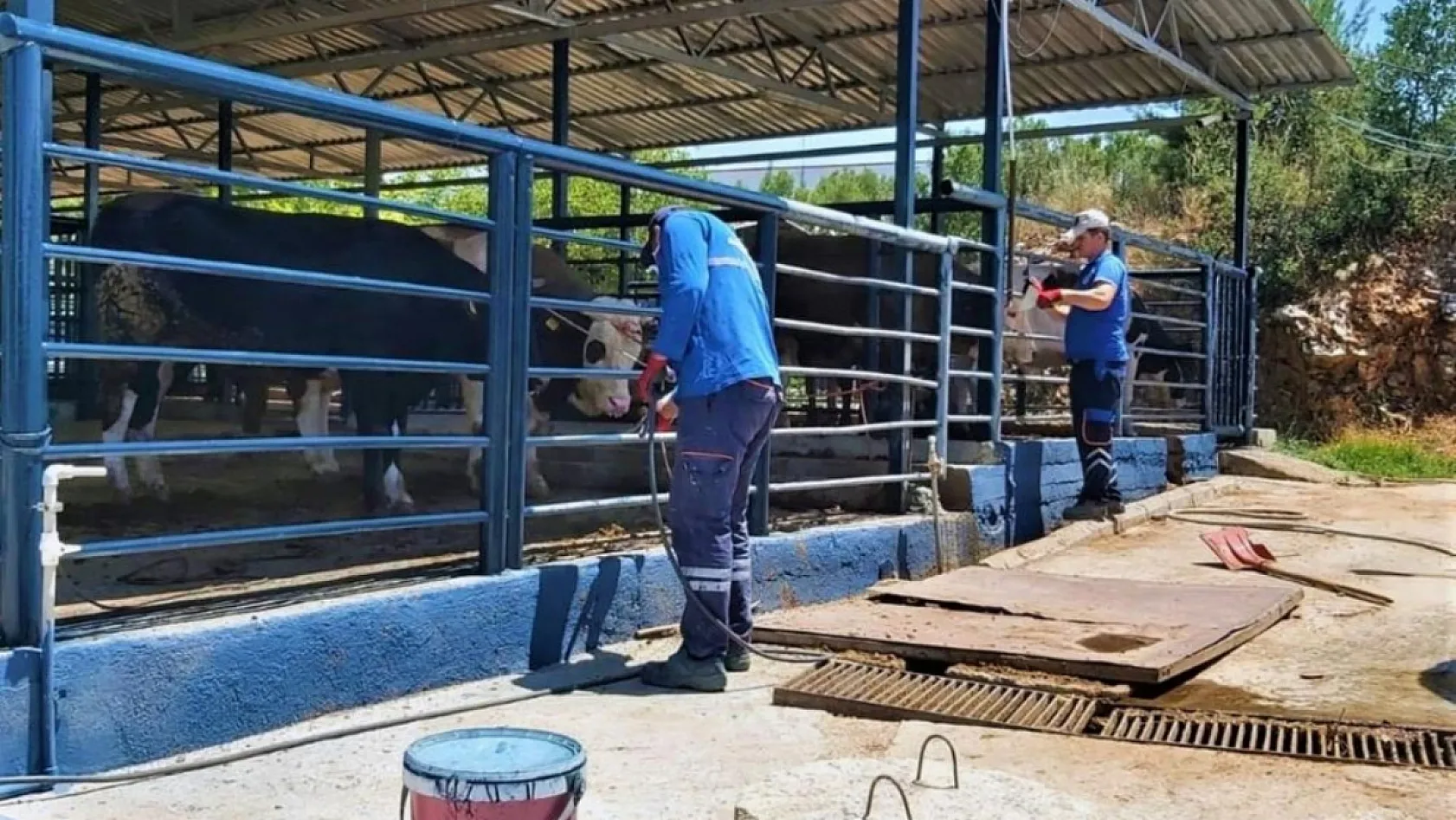 Muğla'da şap hastalığı kontrol altına alındı, Bayır Hayvan Pazarı açılıyor
