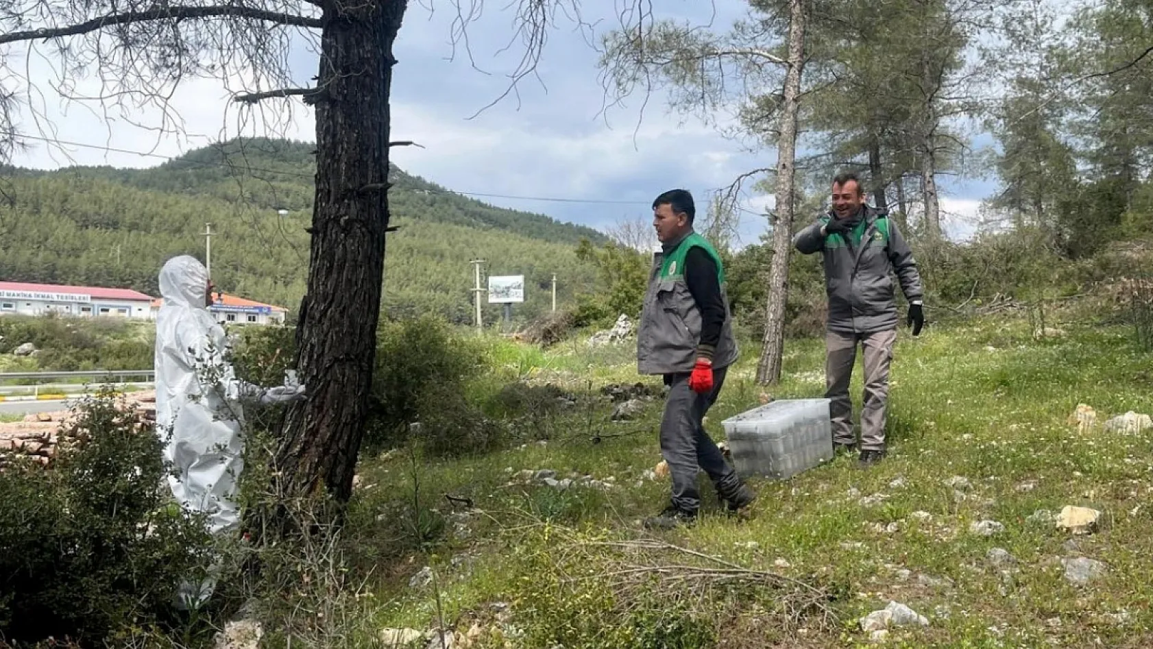 Muğla Orman Bölge Müdürlüğü, Çamkese böceği ile mücadele devam ediyor