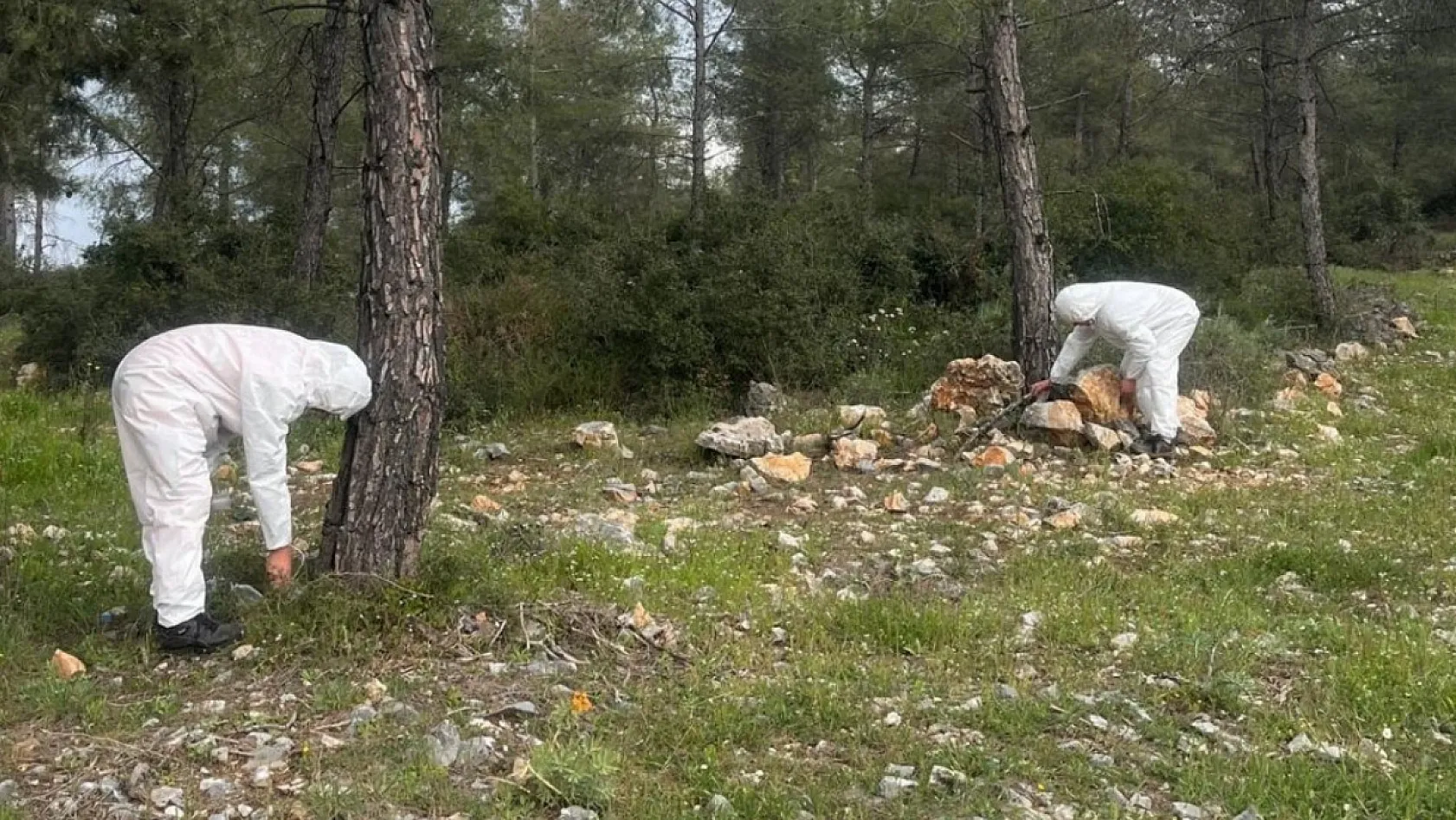 Muğla Orman Bölge Müdürlüğü, Çamkese böceği ile mücadele devam ediyor