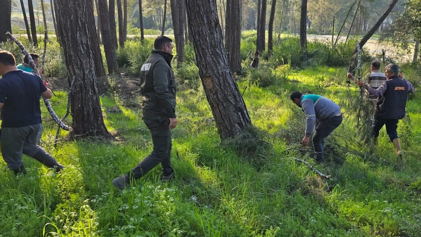 Muğla Sakar Yolu'ndan Toplanan Basralı Dallar Arıcılar İçin Marmaris'e Taşındı
