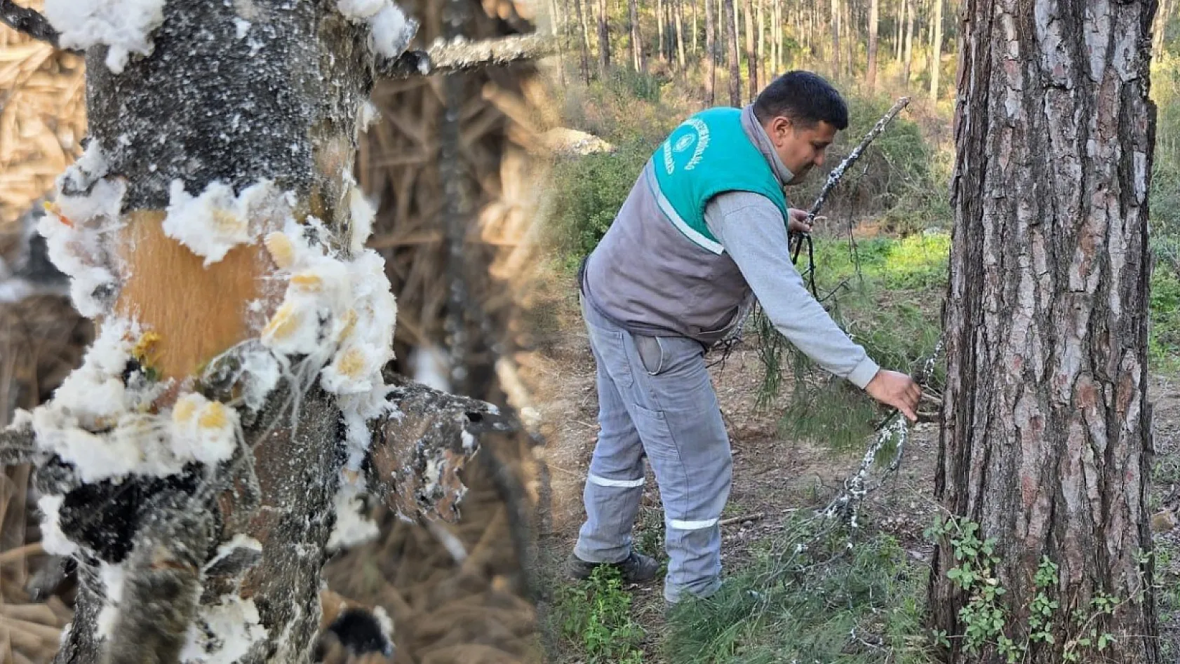 Muğla Sakar Yolu'ndan Toplanan Basralı Dallar Arıcılar İçin Marmaris'e Taşındı