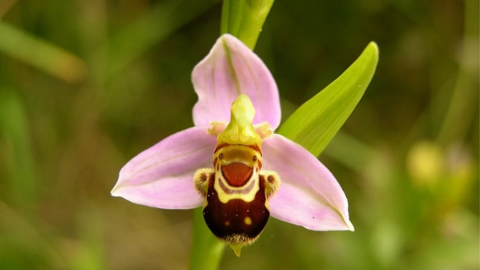Likya'nın Nadide Mücevheri: Endemik Orkide Orchis lycia doğada yüzünü gösterdi