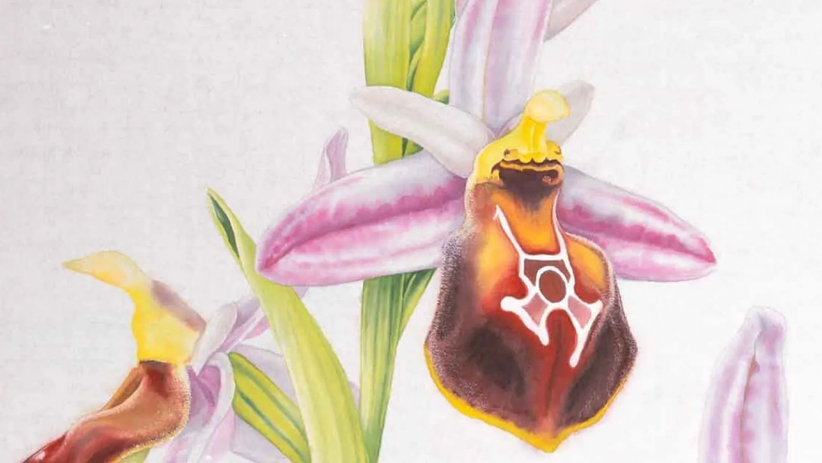 Likya'nın Nadide Mücevheri: Endemik Orkide Orchis lycia doğada yüzünü gösterdi