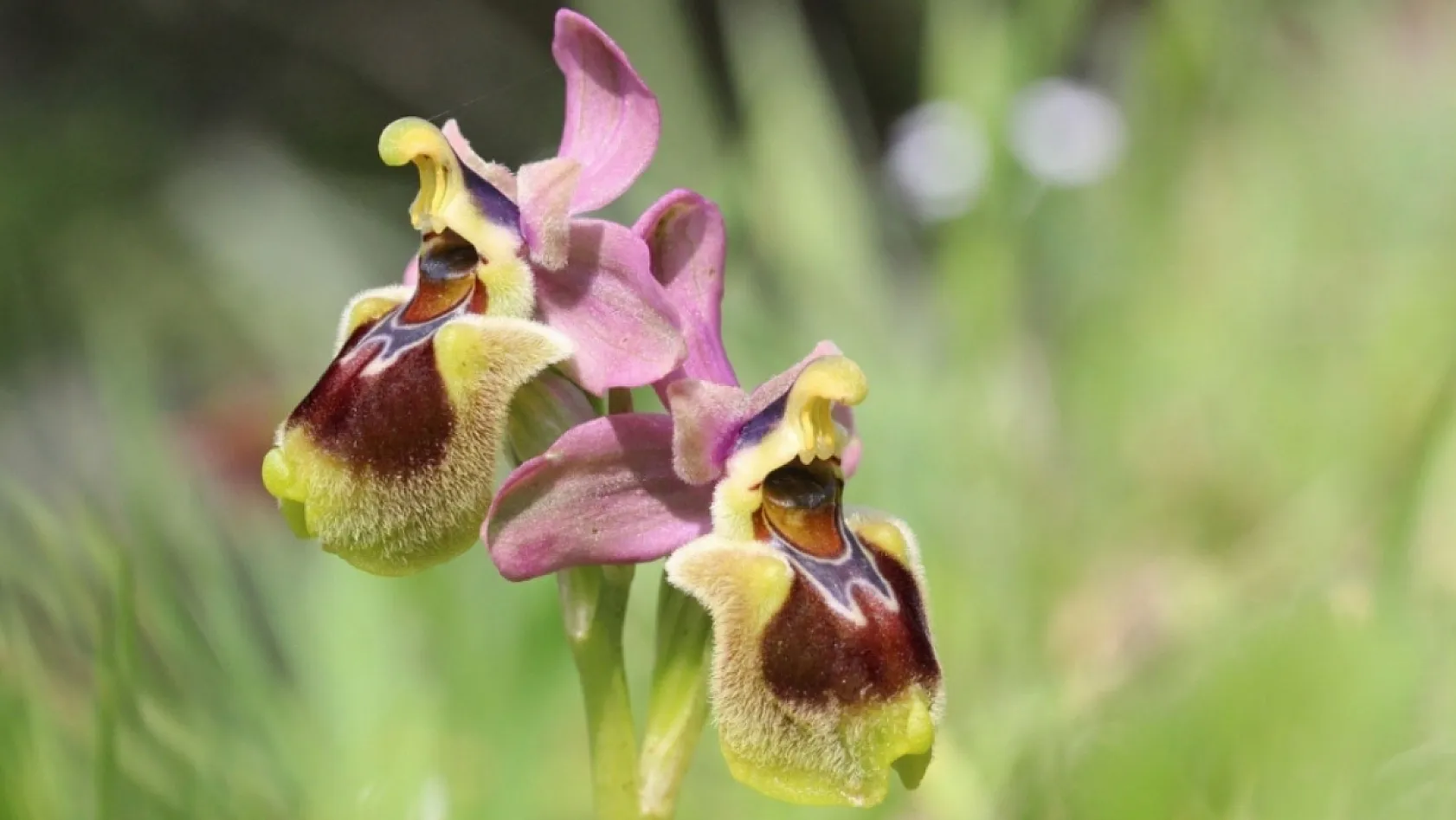 Likya'nın Nadide Mücevheri: Endemik Orkide Orchis lycia doğada yüzünü gösterdi