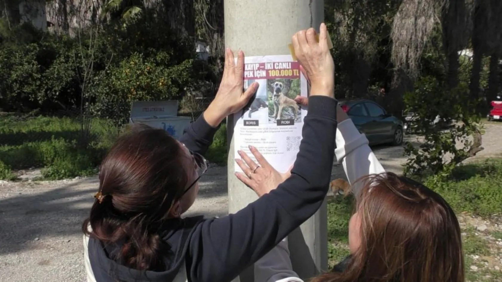 Antalya'da Rus sahipleri, kaybolan köpeklerini sokak sokak arıyor: Canlı bulana 100 bin, ölü bulana 10 bin ödül