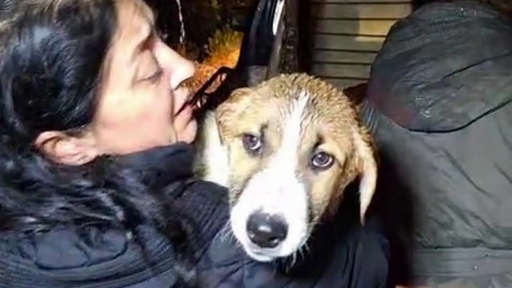 Sel sularının bastığı barınakta mahsur kalan 27 köpek botlarla kurtarıldı