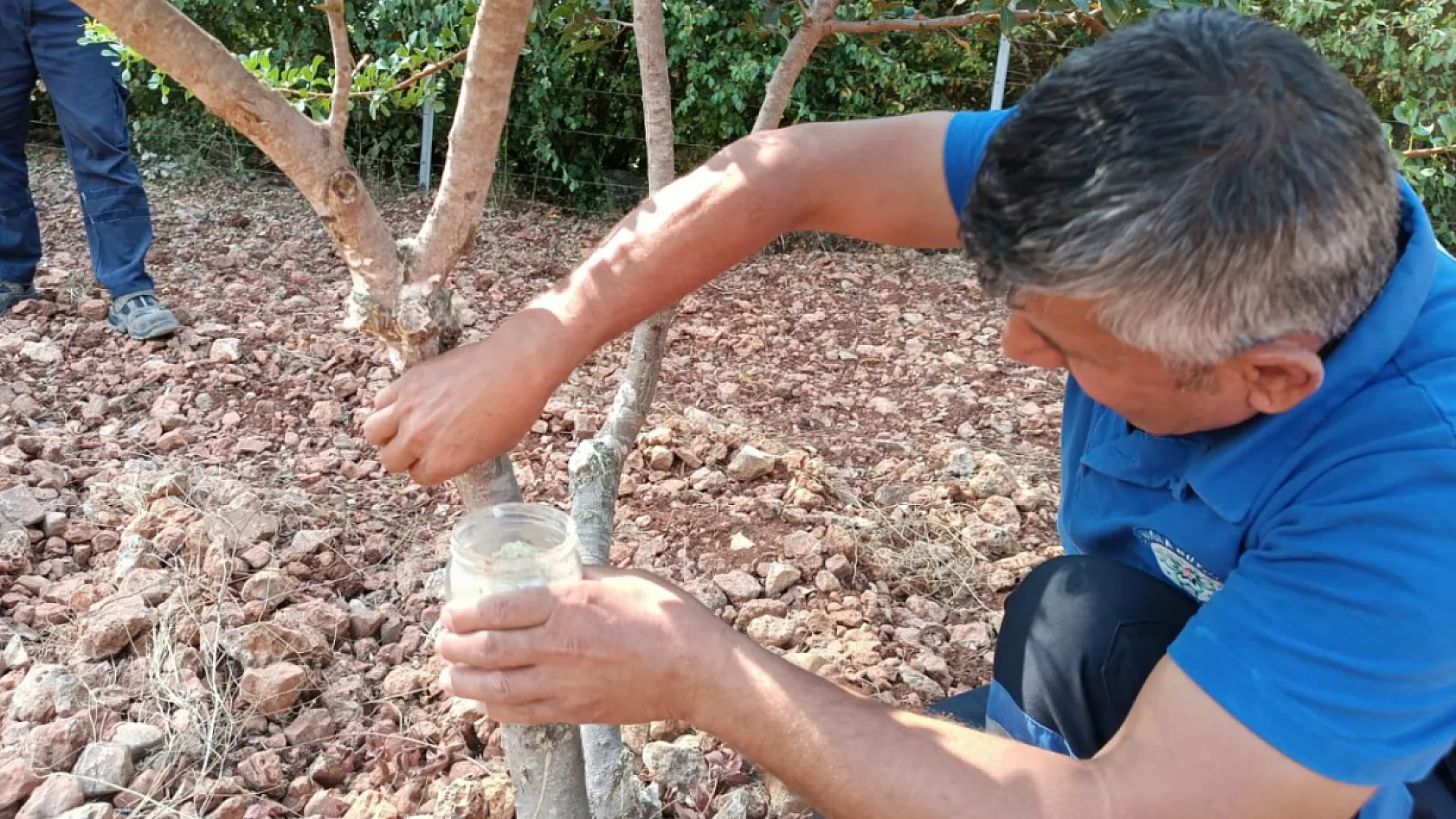 Fethiye'de Sakız Ağacı Projesiyle Kırsalda Üretim Artıyor
