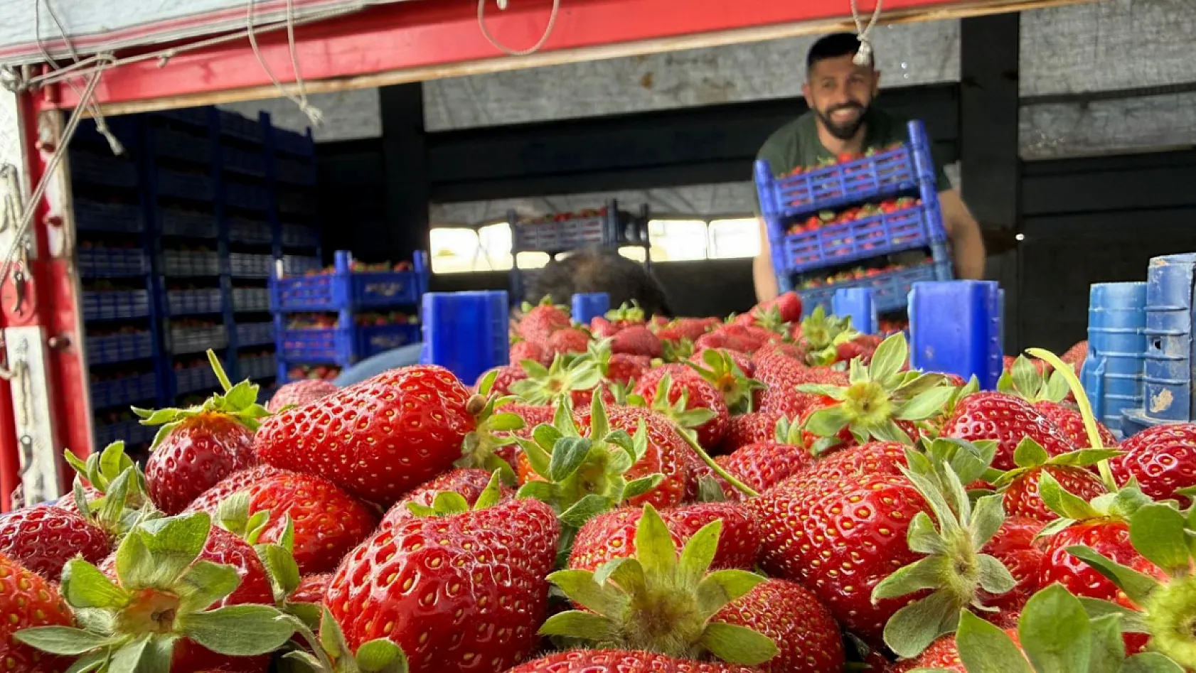 Tarla ile market rafları arasındaki farka üretici bile inanamıyor