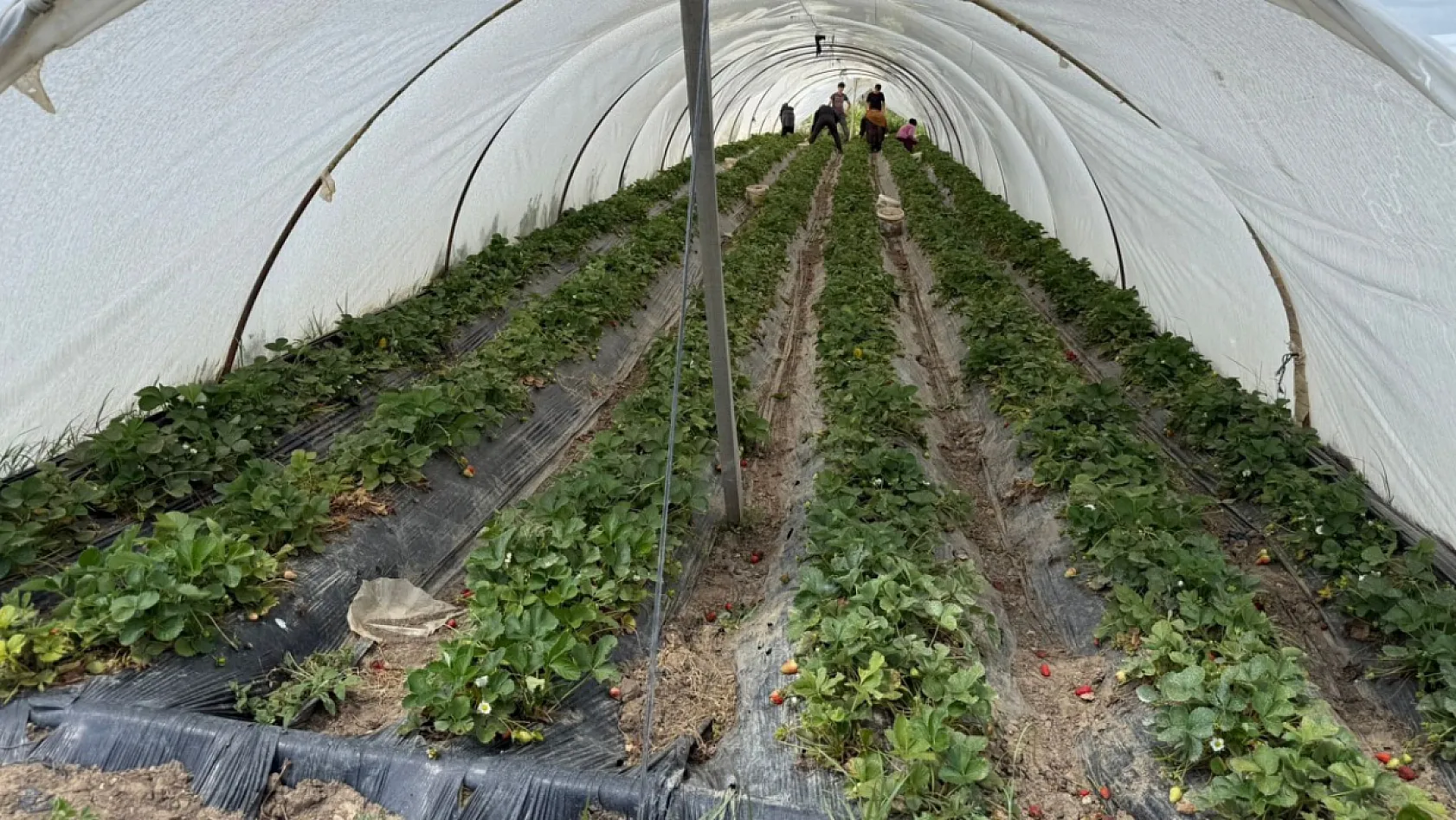 Tarla ile market rafları arasındaki farka üretici bile inanamıyor