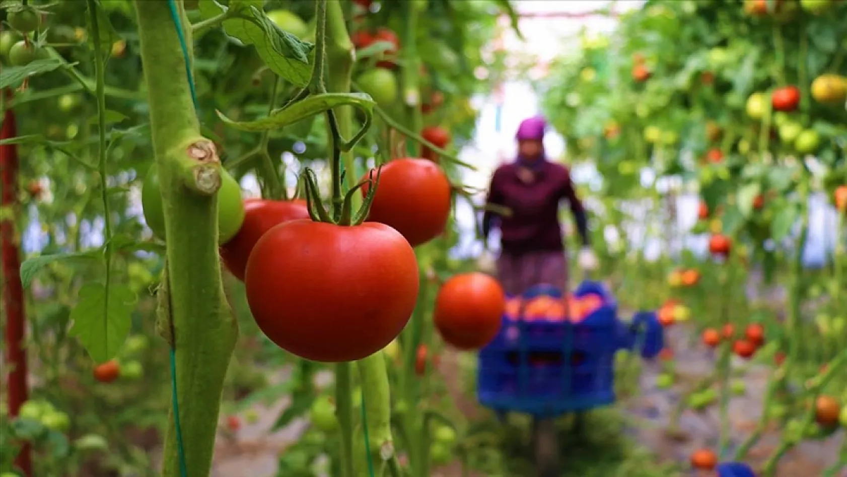 Fethiye Ziraat Odası Başkanı Karayiğit'ten Tarım Sigortası Uyarısı