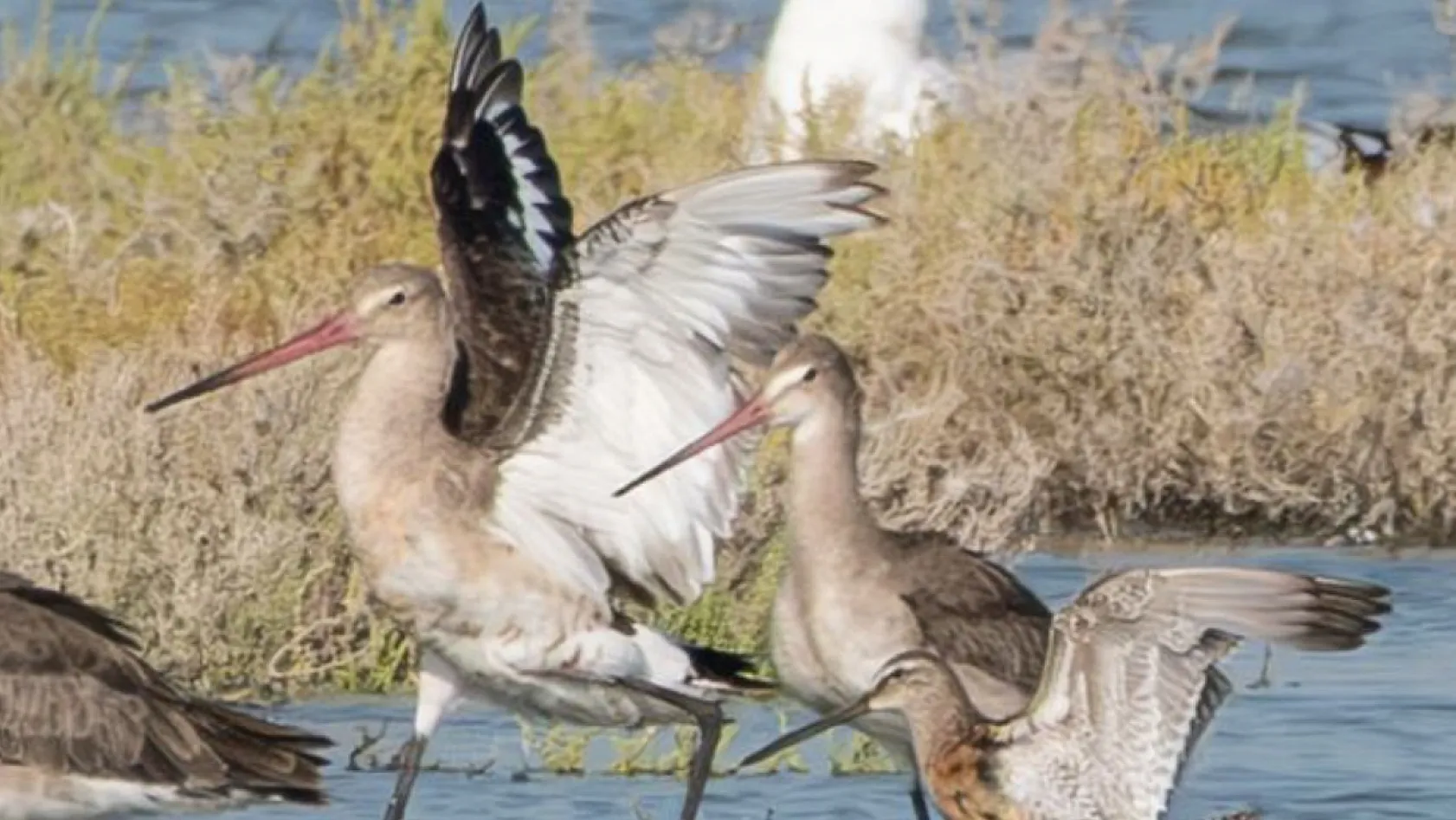 Türkiye'nin Yeni Kuş Türlerinden Uzun Gagalı Suçulluğu İzmir'in Foça İlçesinde Görüldü