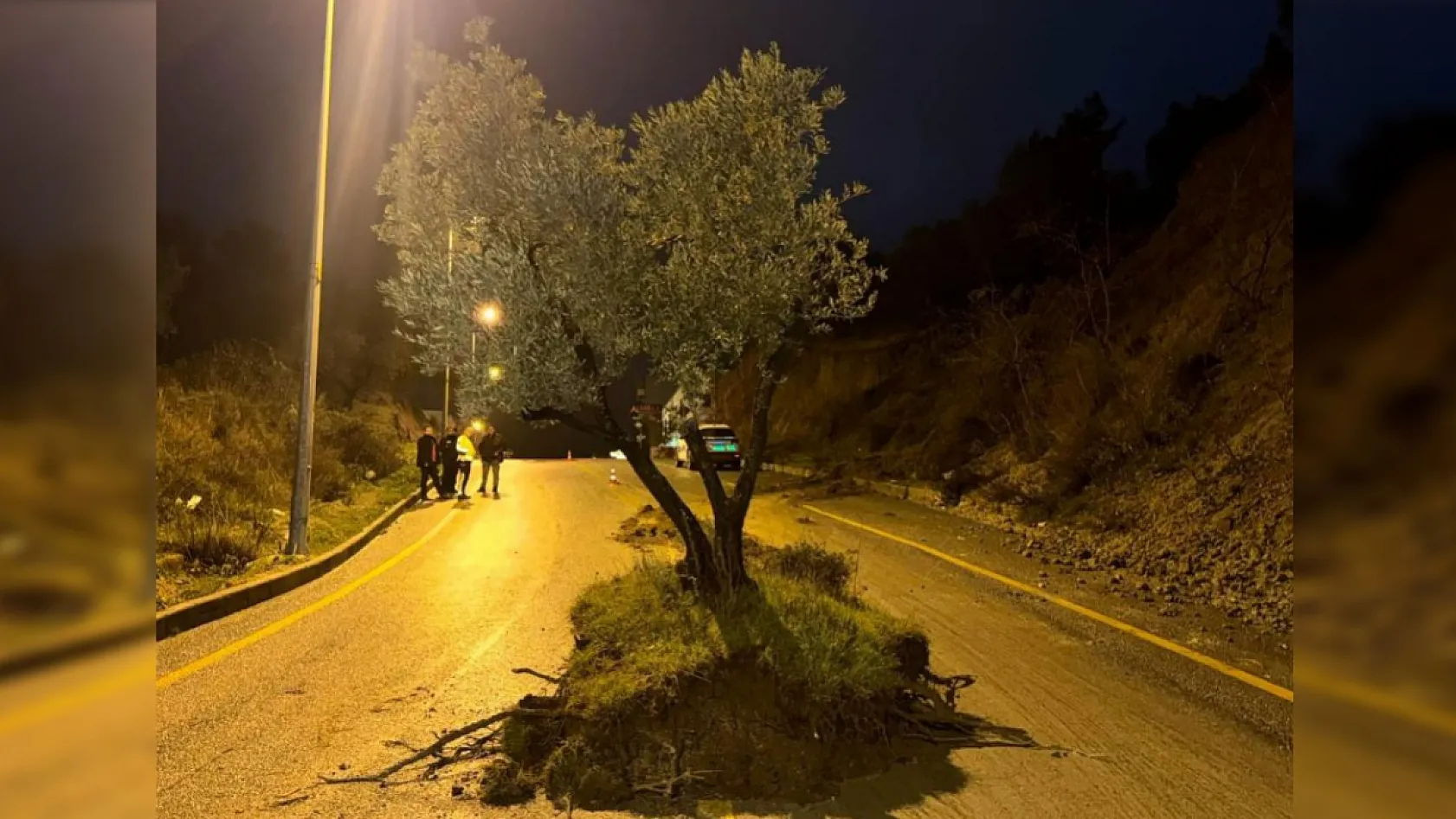 Dağdan kopan zeytin ağacı karayolunu ikiye böldü