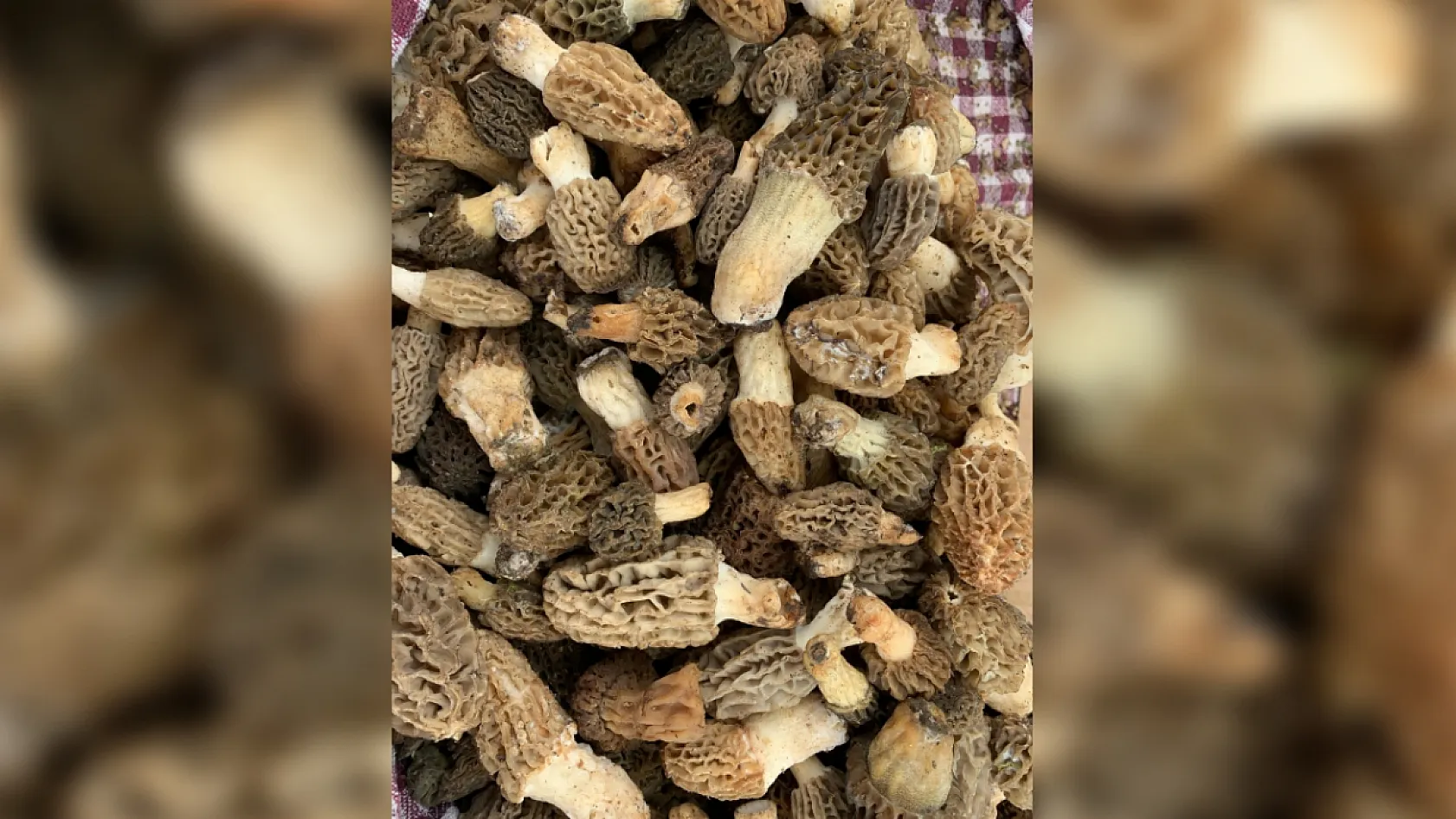 Fethiye'de Kuzugöbeği Mantarı'nın kilosu 1800 ila 4000 lira arasında