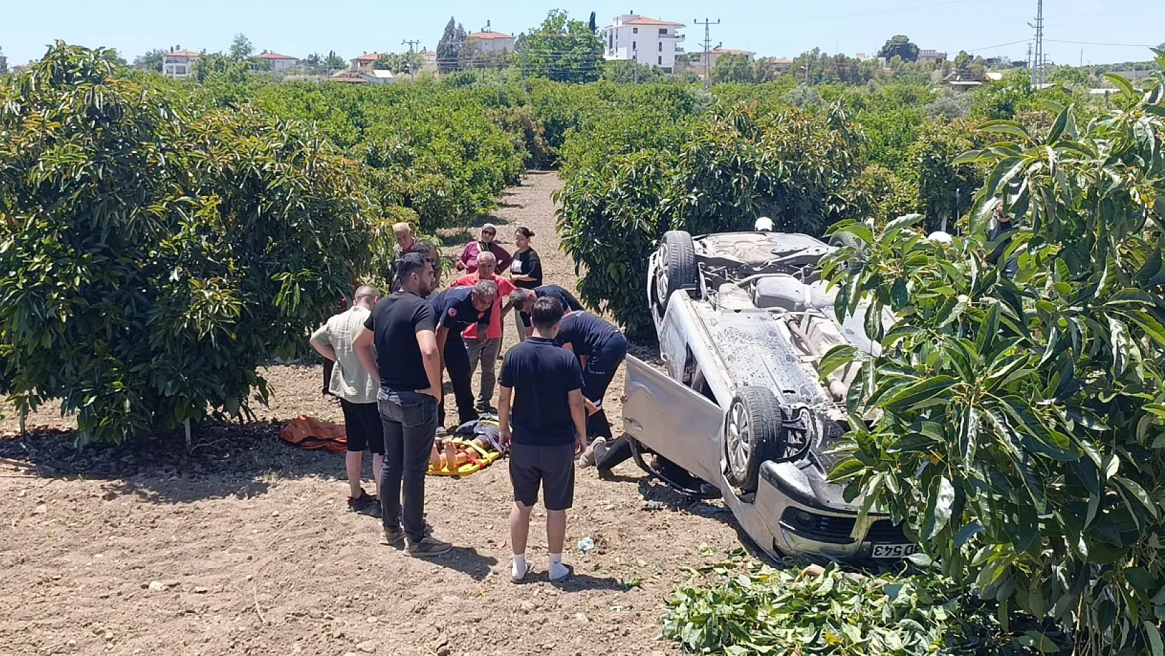 Viraj alamayan otomobil avokado bahçesine uçtu