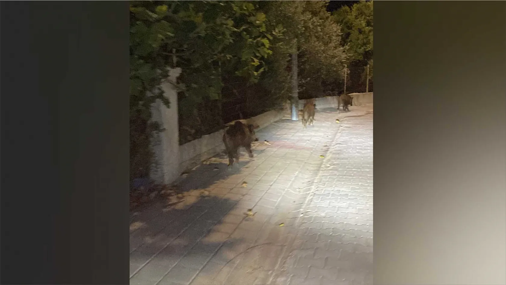 Fethiye'de Domuzlar Yine Şehirde