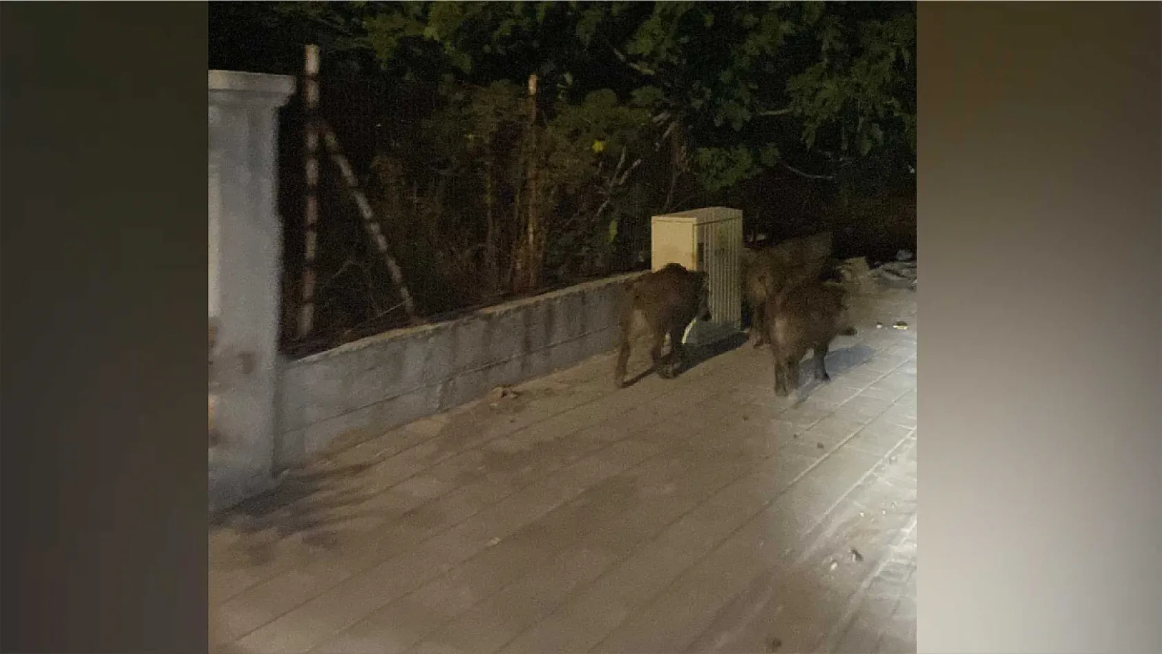 Fethiye'de Domuzlar Yine Şehirde