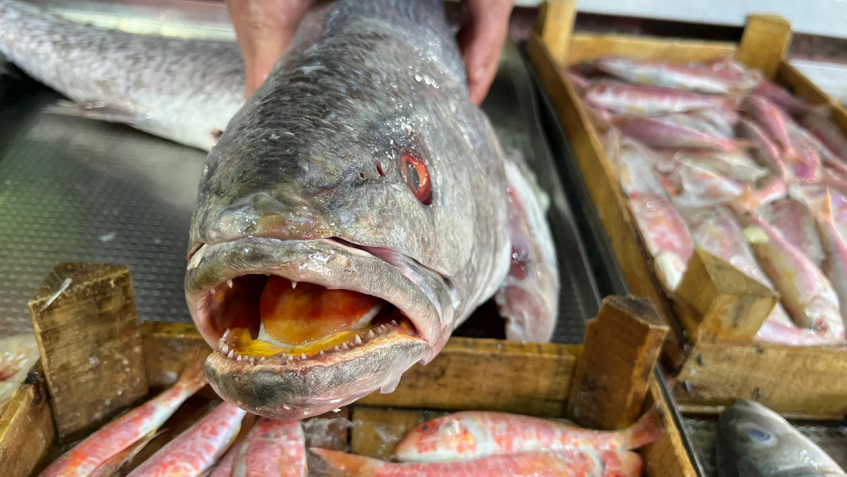 Fethiye Balık Pazarı'nda Granyöz (Kaya Levreği) Fiyatları Rekor Kırdı: Kilosu 800 TL!