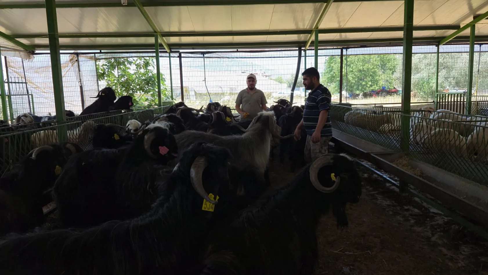 Fethiye'de Kurban Bayramı'na bir gün kala kurbanlık satışları arttı