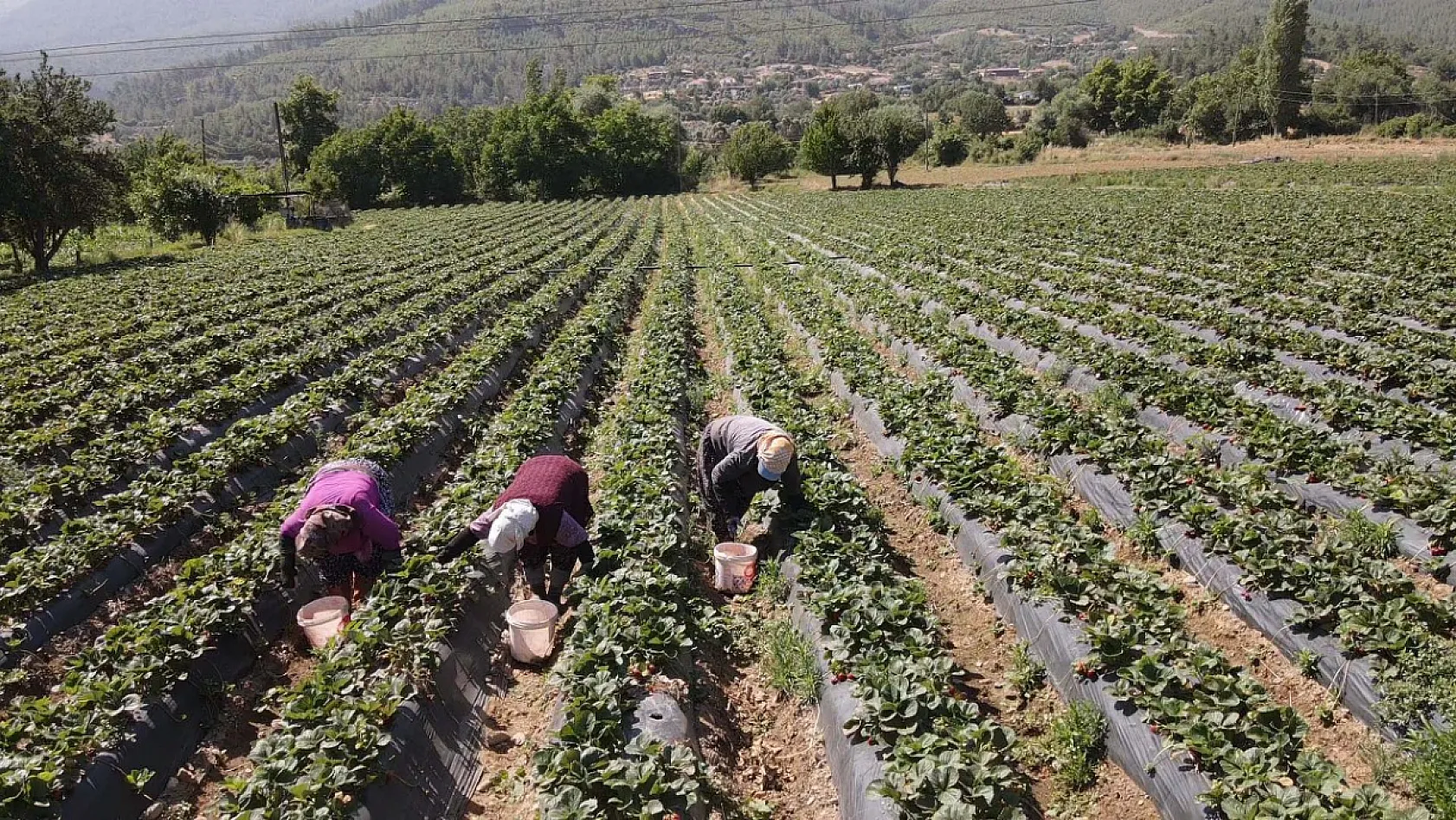 Muğla'da fiyatıyla ve verimiyle yüz güldüren çileğin hasadı yapıldı
