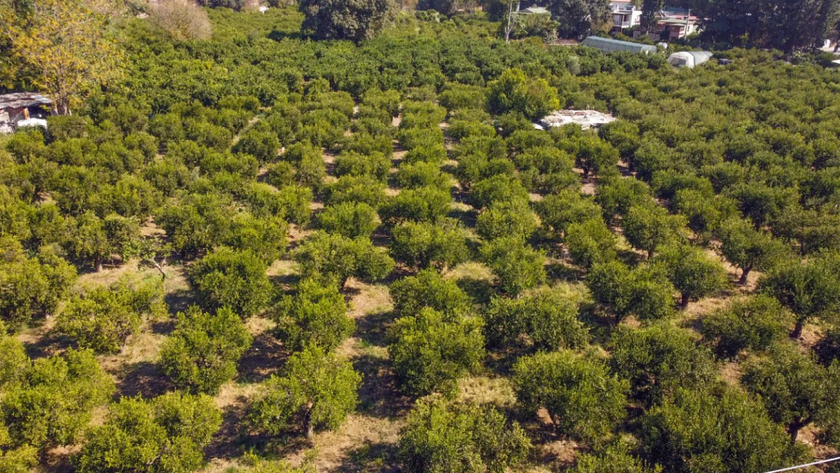 Coğrafi işaretli Bodrum mandalinasında rekolte beklentisi yüksek