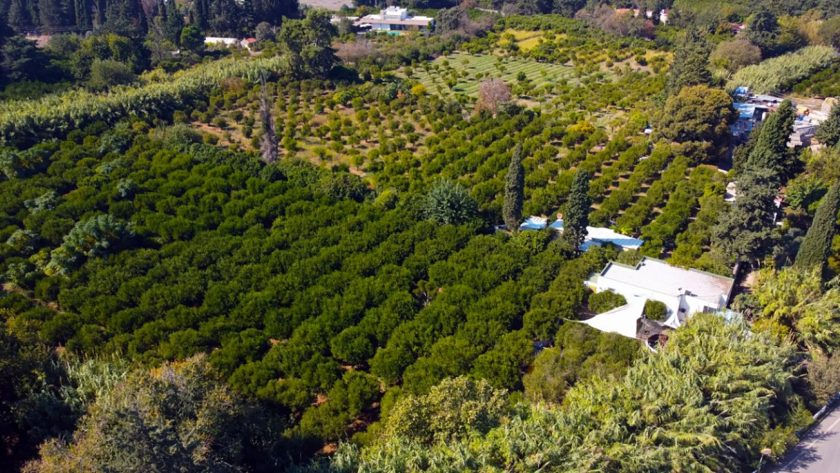 Coğrafi işaretli Bodrum mandalinasında rekolte beklentisi yüksek