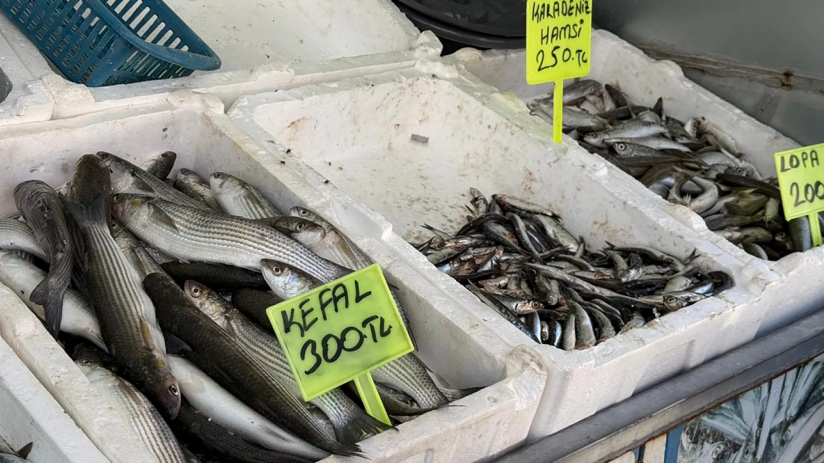 Fethiye'de balık sezonu hareketlendi: Denizden sofraya taze balık