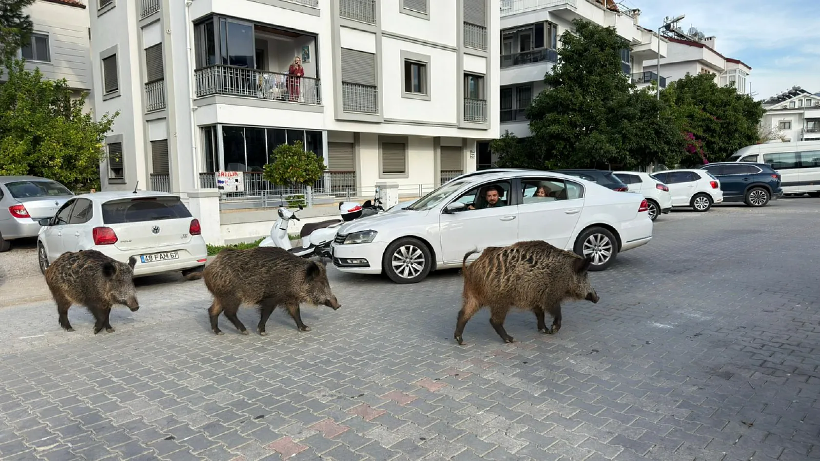 Fethiye'de kent merkezinde rahatça dolaşan domuzlar vatandaşları şaşırtıyor