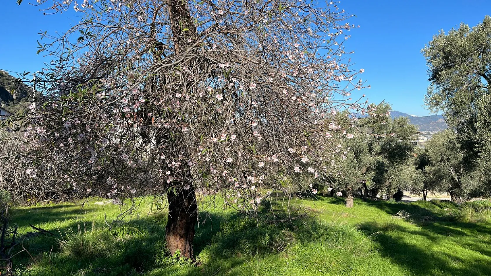 Fethiye'de badem ağaçları Şubat ayında çiçek açtı