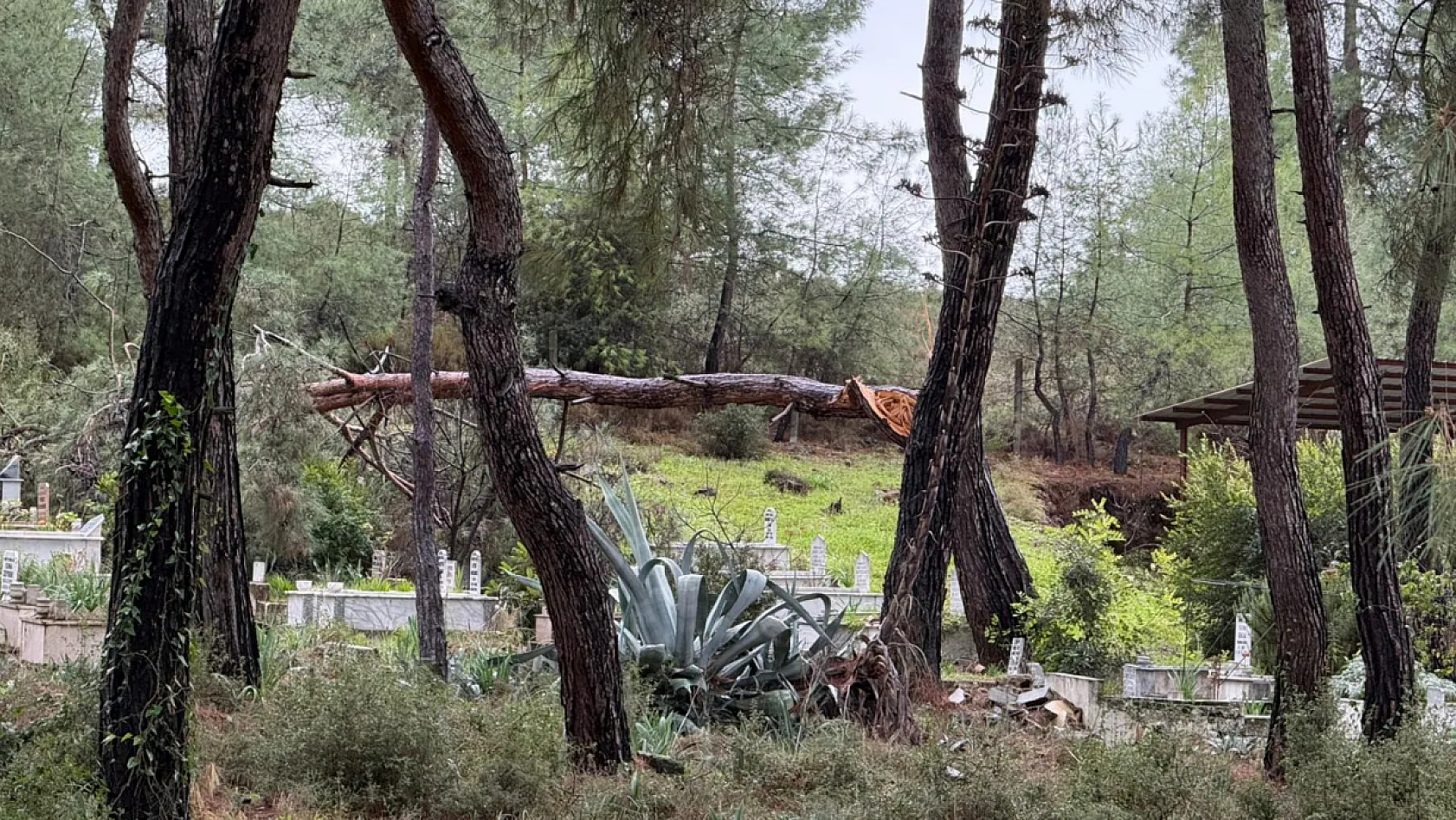 Fethiye'de fırtına Zeybekler Mezarlığı'nda ağaçları devirdi