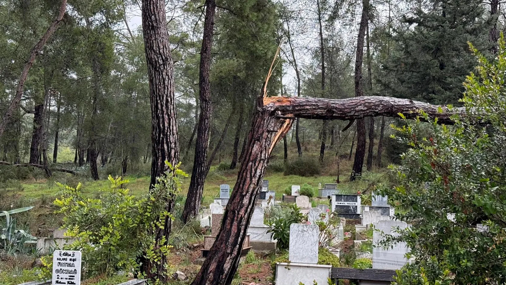 Fethiye'de fırtına Zeybekler Mezarlığı'nda ağaçları devirdi