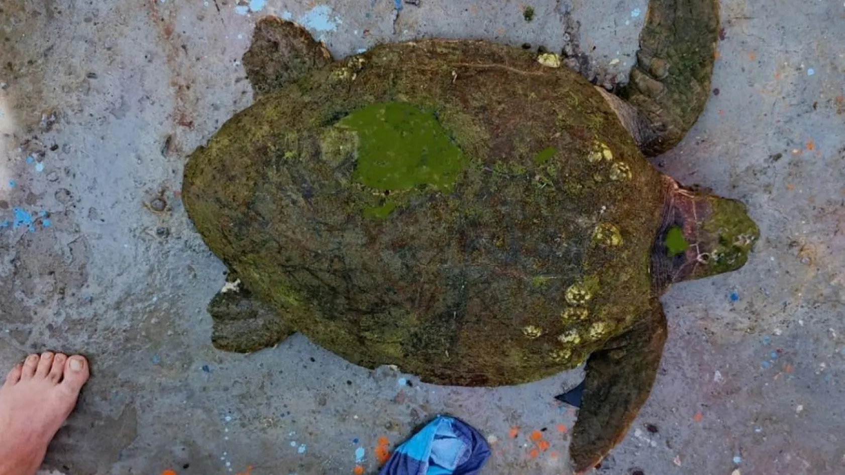 Yaralı Caretta caretta'ya yardım eli uzandı
