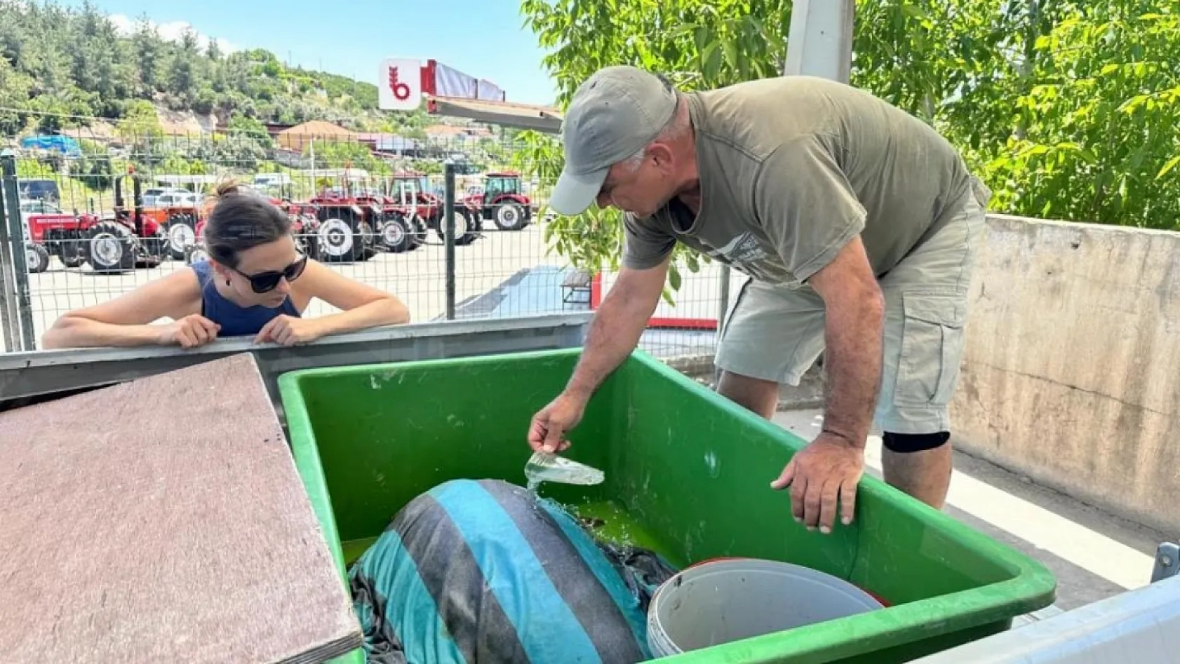Yaralı Caretta caretta'ya yardım eli uzandı